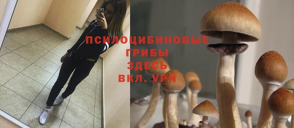 индика Ладушкин